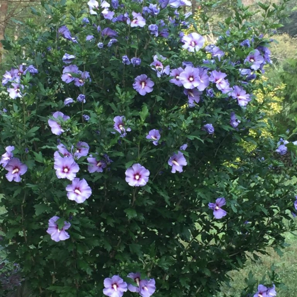 Rose of Sharon (Hibiscus syriacus) Shrub Perenial Flowering Plant